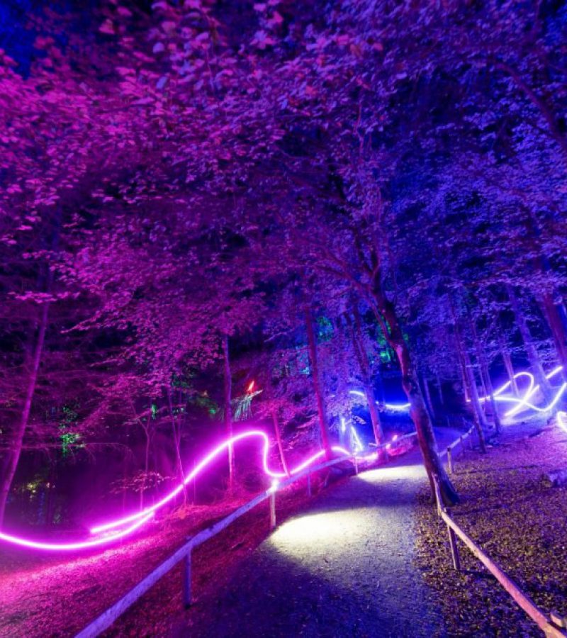Enchanted Forest19 Marketing 42
