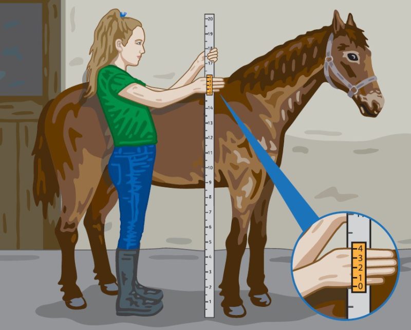 Horse measurement image only