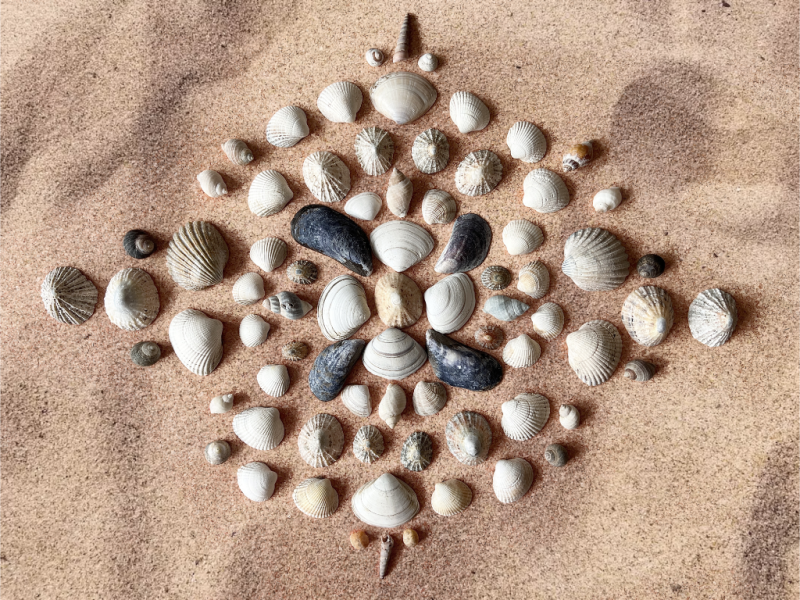 Shell Symmetry Art