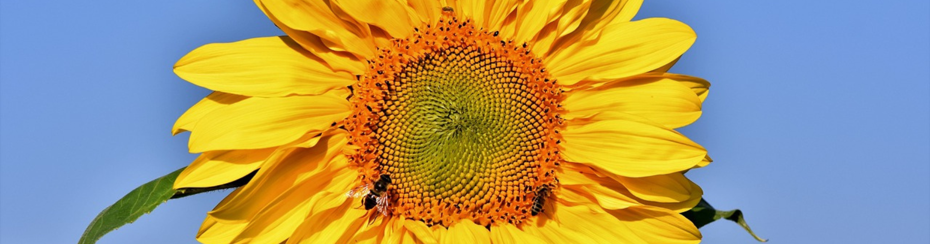 News header sunflower