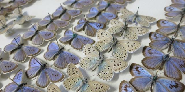 2 Butterfly Picture