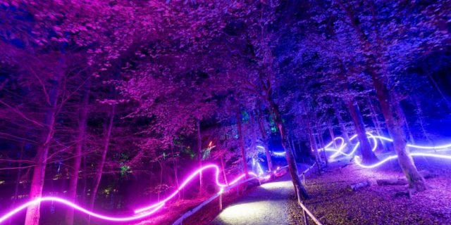 Enchanted Forest19 Marketing 42