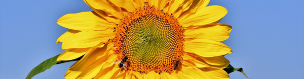 News header sunflower