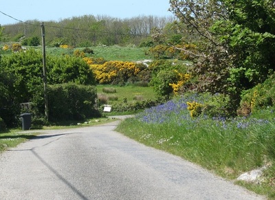 Flowery roadside verge by Kenyon Cottage Rhosgoch geograph org uk 1306864