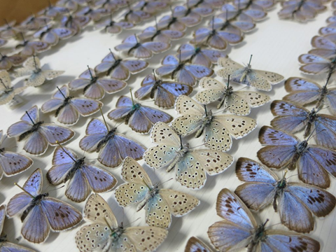 2 Butterfly Picture