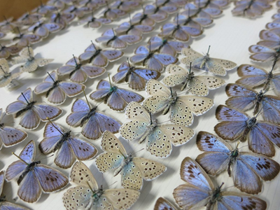 2 Butterfly Picture